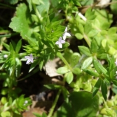 Sherardia arvensis (Field Madder) at Paddys River, ACT - 20 Sep 2014 by galah681