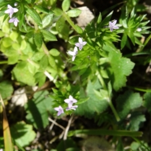 Sherardia arvensis at Paddys River, ACT - 20 Sep 2014