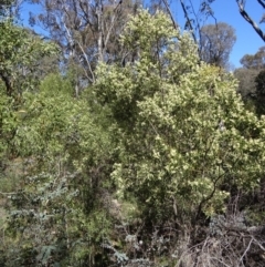 Acacia melanoxylon (Blackwood) at Paddys River, ACT - 20 Sep 2014 by galah681