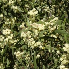 Acacia melanoxylon at Paddys River, ACT - 20 Sep 2014 12:23 PM