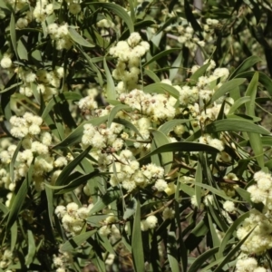 Acacia melanoxylon at Paddys River, ACT - 20 Sep 2014 12:23 PM