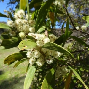 Acacia melanoxylon at Paddys River, ACT - 20 Sep 2014 12:23 PM