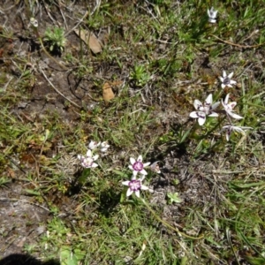 Wurmbea dioica subsp. dioica at Paddys River, ACT - 20 Sep 2014 12:26 PM