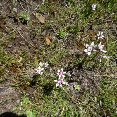 Wurmbea dioica subsp. dioica (Early Nancy) at Paddys River, ACT - 20 Sep 2014 by galah681