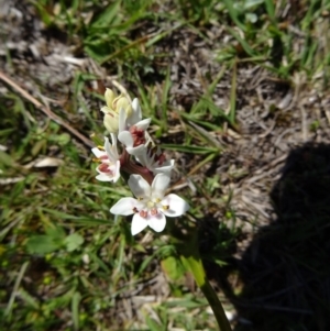 Wurmbea dioica subsp. dioica at Paddys River, ACT - 20 Sep 2014 12:26 PM