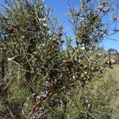 Hakea microcarpa (Small-fruit Hakea) at Paddys River, ACT - 20 Sep 2014 by galah681