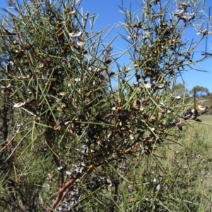 Hakea microcarpa at Paddys River, ACT - 20 Sep 2014