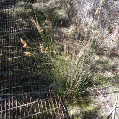 Juncus sp. (A Rush) at Paddys River, ACT - 20 Sep 2014 by galah681