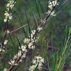 Hakea microcarpa at Conder, ACT - 4 Nov 2000