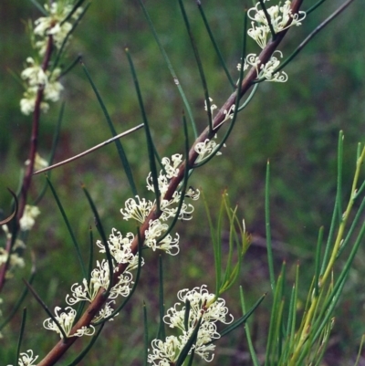 Hakea microcarpa (Small-fruit Hakea) at Conder, ACT - 3 Nov 2000 by michaelb