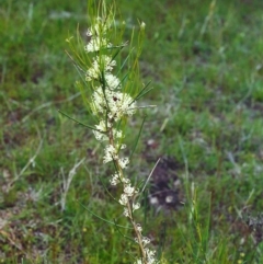 Hakea microcarpa at Conder, ACT - 4 Nov 2000