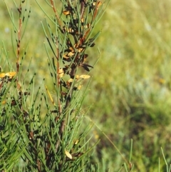 Hakea microcarpa (Small-fruit Hakea) at Bonython, ACT - 30 Mar 2002 by MichaelBedingfield