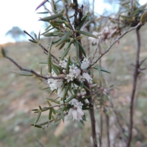 Lissanthe strigosa subsp. subulata at Tennent, ACT - 17 Sep 2014