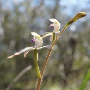 Caladenia ustulata at Gungahlin, ACT - suppressed