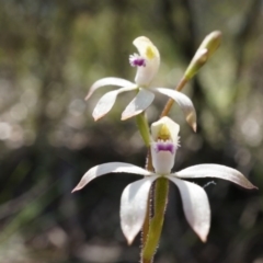 Caladenia ustulata at Gungahlin, ACT - 21 Sep 2014