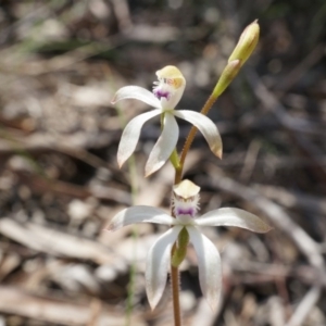 Caladenia ustulata at Gungahlin, ACT - 21 Sep 2014