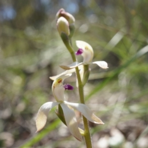 Caladenia ustulata at Gungahlin, ACT - 21 Sep 2014