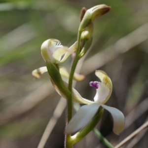 Caladenia ustulata at Gungahlin, ACT - 21 Sep 2014