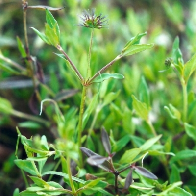 Opercularia hispida (Hairy Stinkweed) at Tuggeranong Hill - 6 Nov 2000 by michaelb