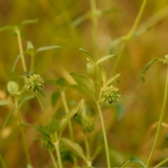 Opercularia hispida (Hairy Stinkweed) at Conder, ACT - 19 Dec 2003 by michaelb