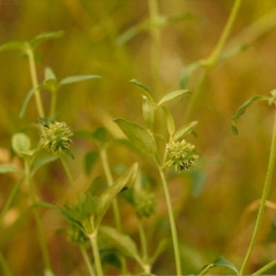 Opercularia hispida (Hairy Stinkweed) at Tuggeranong Hill - 19 Dec 2003 by michaelb