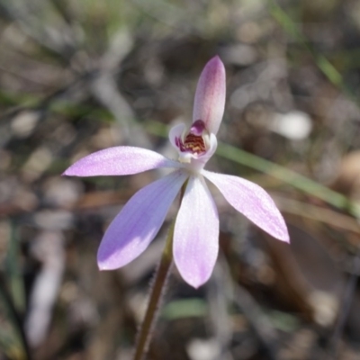 Caladenia carnea (Pink Fingers) at Gungahlin, ACT - 21 Sep 2014 by AaronClausen