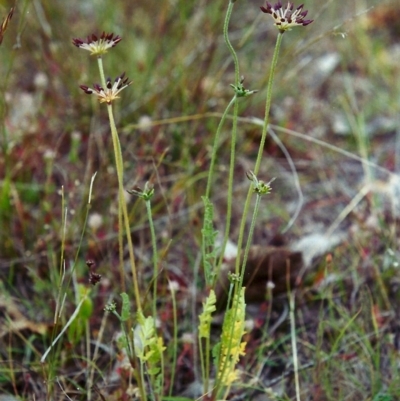 Oreomyrrhis eriopoda (Australian Carraway) at Tuggeranong DC, ACT - 13 Dec 2001 by michaelb