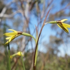 Diuris chryseopsis (Golden Moth) at Gungaderra Grasslands - 21 Sep 2014 by AaronClausen