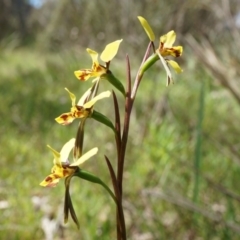 Diuris nigromontana (Black Mountain Leopard Orchid) at Gungaderra Grasslands - 21 Sep 2014 by AaronClausen