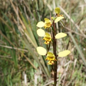 Diuris nigromontana at Gungahlin, ACT - 21 Sep 2014