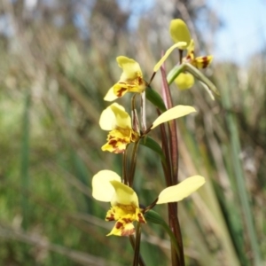 Diuris nigromontana at Gungahlin, ACT - 21 Sep 2014