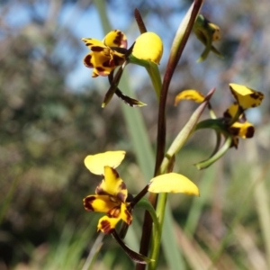 Diuris pardina at Gungahlin, ACT - suppressed