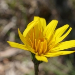 Microseris walteri (Yam Daisy, Murnong) at Gungahlin, ACT - 21 Sep 2014 by AaronClausen