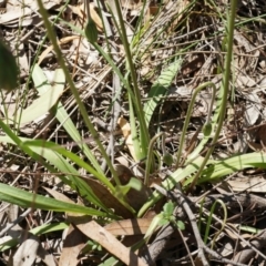 Microseris walteri at Gungahlin, ACT - 21 Sep 2014 11:50 AM