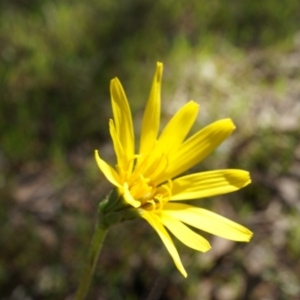 Microseris walteri at Gungahlin, ACT - 21 Sep 2014 12:54 PM