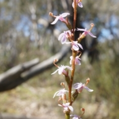 Stylidium graminifolium (Grass Triggerplant) at Crace, ACT - 21 Sep 2014 by AaronClausen