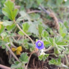 Erodium crinitum (Native Crowfoot) at Tennent, ACT - 17 Sep 2014 by MichaelBedingfield