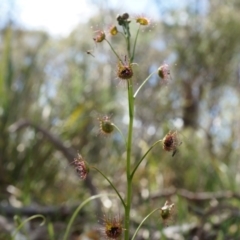 Drosera sp. (A Sundew) at Gungahlin, ACT - 21 Sep 2014 by AaronClausen