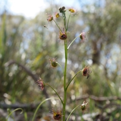 Drosera sp. (A Sundew) at Gungahlin, ACT - 21 Sep 2014 by AaronClausen