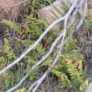 Pellaea calidirupium at Tennent, ACT - 17 Sep 2014