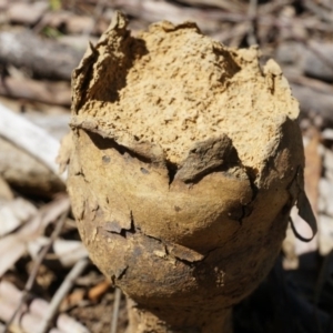 Pisolithus microcarpus at Gungahlin, ACT - 21 Sep 2014