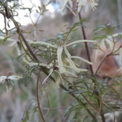 Clematis leptophylla (Small-leaf Clematis, Old Man's Beard) at Gigerline Nature Reserve - 17 Sep 2014 by MichaelBedingfield