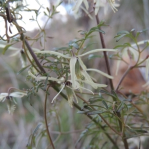 Clematis leptophylla at Tennent, ACT - 17 Sep 2014 06:23 PM