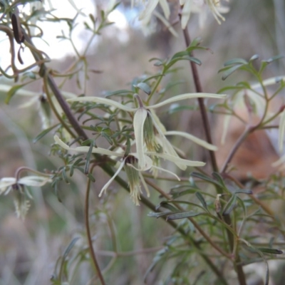 Clematis leptophylla (Small-leaf Clematis, Old Man's Beard) at Tennent, ACT - 17 Sep 2014 by michaelb
