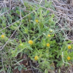 Triptilodiscus pygmaeus (Annual Daisy) at Tennent, ACT - 17 Sep 2014 by MichaelBedingfield