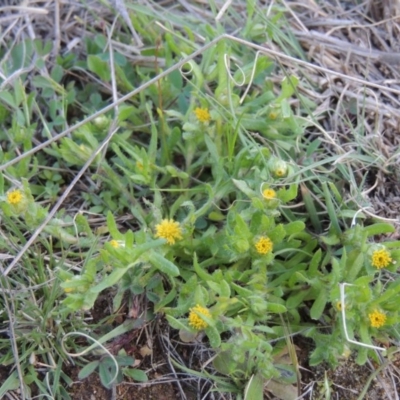 Triptilodiscus pygmaeus (Annual Daisy) at Gigerline Nature Reserve - 17 Sep 2014 by MichaelBedingfield