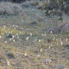 Stackhousia monogyna (Creamy Candles) at Tennent, ACT - 17 Sep 2014 by michaelb