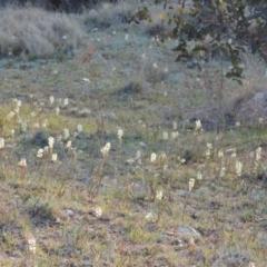 Stackhousia monogyna (Creamy Candles) at Tennent, ACT - 17 Sep 2014 by michaelb