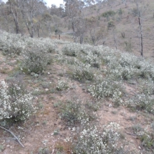 Cryptandra amara at Tennent, ACT - 17 Sep 2014 07:01 PM