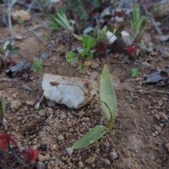 Ophioglossum lusitanicum (Adder's Tongue) at Tennent, ACT - 17 Sep 2014 by MichaelBedingfield